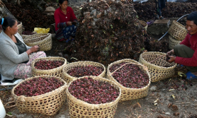 अलैंचीको मूल्य बढ्यो, प्रतिमन ४० हजार रुपैयाँ