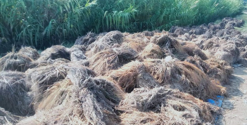 कैलालीका कृषक भन्छन्, ‘किन खेती लगाइएछ जस्तै लागेको छ’