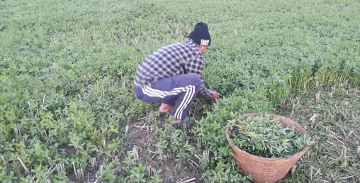 ‘ग्रिन गोल्ड’ बेचेर आम्दानी गर्दै दङ्गाली किसान