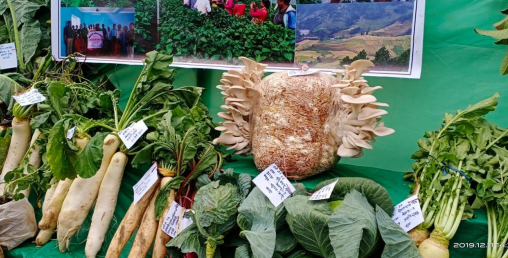 रुकुमपूर्वको कृषि प्रदर्शनी मेलामा उत्कृष्ट कृषक पुरस्कृत