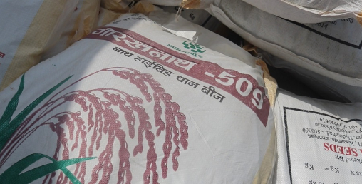 अनुदानको बिउ दुरुपयोग, नक्कली बिउका कारण किसान मारमा