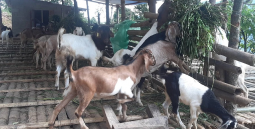 सहकारीमार्फत सामूहिक कृषिमा जोडिदै पुम्देली