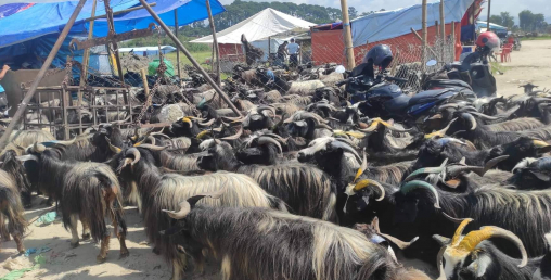 भक्तपुरको सृजना नगरमा विक्रीका लागि राखिएका च्यांग्रा (फोटो फिचर)