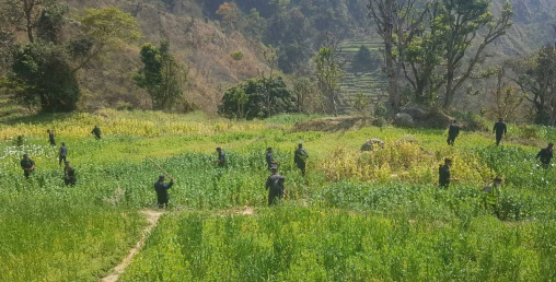 ३५ बिगाहा जग्गामा लगाईएको अफिम खेती नष्ट