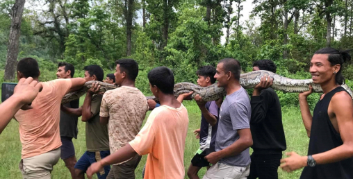 मकवानपुरको लामिटारमा ३३ किलोको अजिंगर फेला परेपछि...