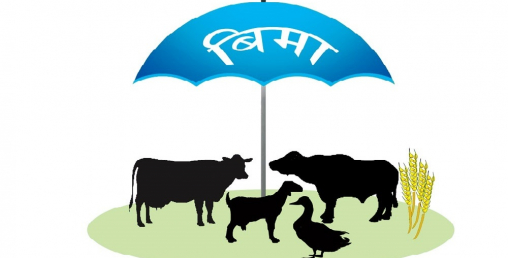 प्राधिकरणले गर्यो कृषि बीमाको २४ करोड रकम भुक्तानी, गत आवको १ अर्ब ३६ करोड अझै बाँकी
