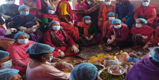 अकबरेको अचार कसरी बनाउने ? दिइयो यस्तो तालिम