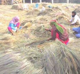 भीरमै सुक्यो बाबियो, दशैंमा देखिएनन् पिङ
