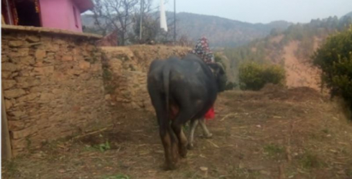 भैंसीले हान्दा एकको मृत्यु