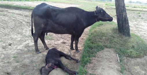 भैंसीसहित राउत र यादव नियन्त्रणमा