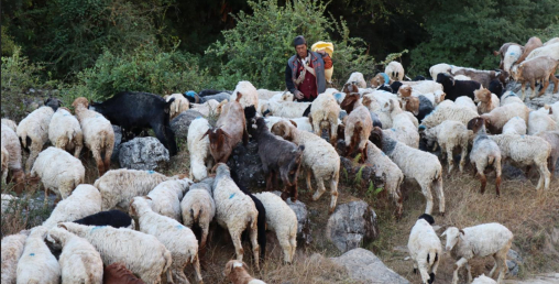 चरन क्षेत्र अभावले भेडापालन व्यवसाय सङ्कटमा