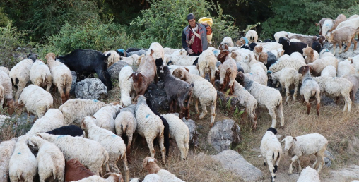 भेडा गोठालाको जङ्गलमै बित्छ जीवन