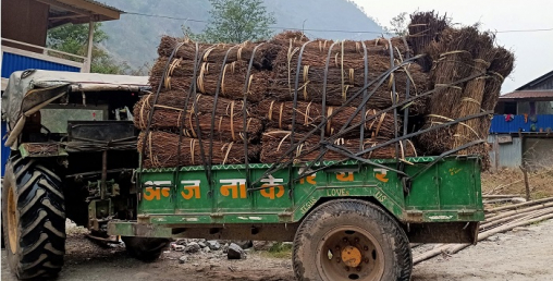 चिराइतोको माग बढ्दो, उत्पादन घट्दो