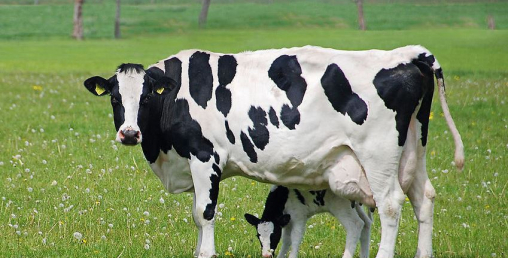 गाईलाई  सुत्केरी भत्ता !