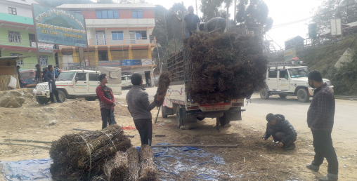 माग बढेसँगै चिराइतोको मूल्यमा वृद्धि