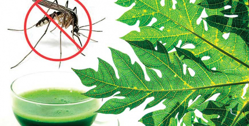 डेंगुको ज्वरोले प्लेटलेट्स घटाउछ यो बढाउन यी खानेकुरा नछुटाउनुहोस