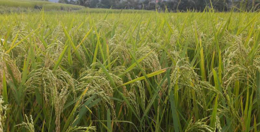 धानखेती घटेसँगै बढ्यो खाद्य परनिर्भरता