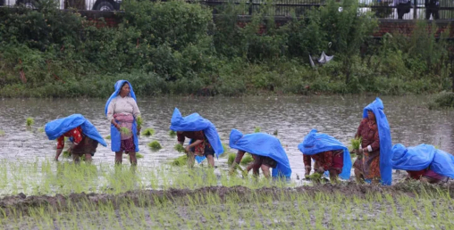 कम वर्षा र लम्पी महामारीकै बीच देशभर ७७ प्रतिशत रोपाइँ