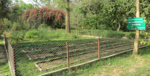 एउटै उद्यानमा ६१ प्रजातिका वनस्पति संरक्षित