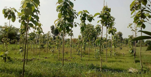 निजी वन विस्तार गर्न किसान आकर्षित