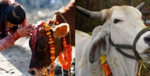 तिहारको चौँथो दिन : बली, हलि एवम् गोरु पूजा