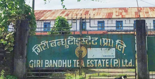भूमाफियाको प्रभावमा परी ओली सरकारले चिया बगान सार्ने निर्णय गरेको रहेछ
