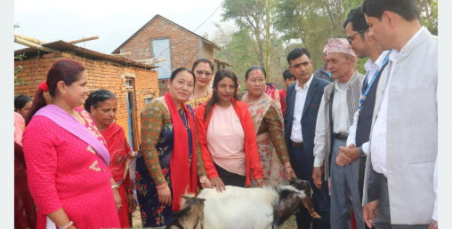 उपहार पाएको बाख्राबाट बदलिएको व्यवसायिक जीवन