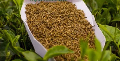 १ केजी चियाको मूल्य ९९,९९९ रुपैयाँ, किन यति महगो छ यो चिया ?