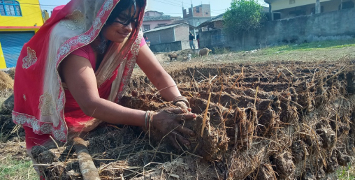 इन्धनको जोहोका लागि ‘गुइँठा’ बनाइँदै