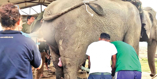हात्तीको अपरेसन गरेर जन्माइयो बच्चा