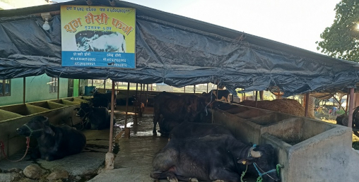 दाङकी वकी डाँगीः जो व्यावसायिक भैँसीपालन गरेर सफल महिला उद्यमी बनिन्