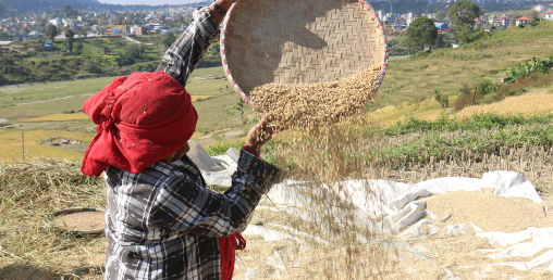 किसानलाई धान भित्र्याउने चटारो