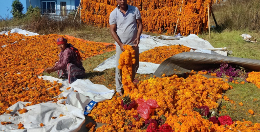 तिहारमा नबिकेका फूल औषधि बनाउन निः शुल्क दिइने