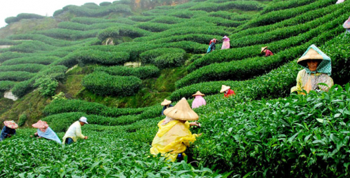 पश्चिम बंगालको चिया उद्योग संकटमा