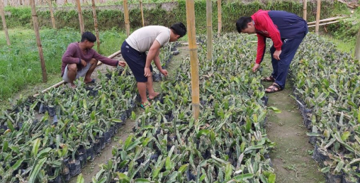 चार युवाले शुरु गरे ड्रागन फ्रुटको व्यावसायिक खेती