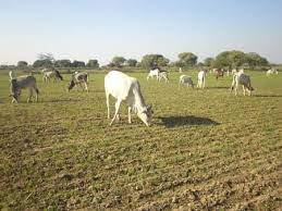 कान्जी हाउसका गाई–गोरु छाड्दा बाली नोक्सान