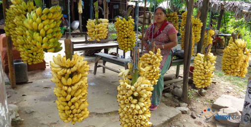 तिहार र छठमा लाखौँ मूल्यको केरा बिक्री