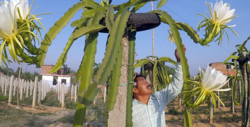 राजनीतिको झोलाभन्दा कृषिको बोरा नै ठीक