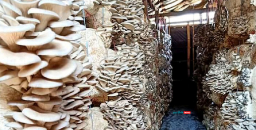 एक लाख पारिश्रमिक छाडेर च्याउ खेतीमा लागेका विनोद, गर्छन वार्षिक डेढ करोडको करोबार