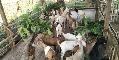 बाख्रापालक कृषकलाई ४४ लाख अनुदान