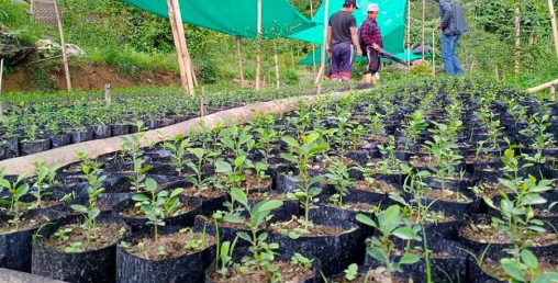 नर्सरी खेतीमा किसान आकर्षित