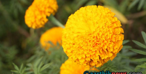 तिहारको रमझमसँगै किसानलाई फूल टिप्न भ्याई-नभ्याई (फोटो फिचर)
