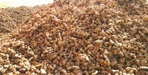 यस्ता छन् अदुवा खेतीका समस्या र समाधानका उपाय