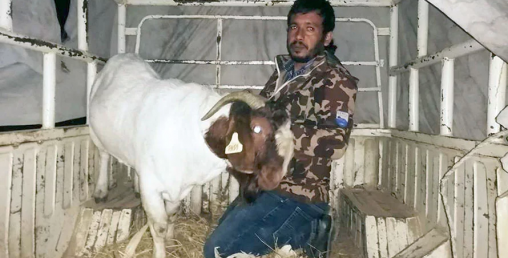एउटै बोकाको मूल्य तीन लाख रुपैयाँ
