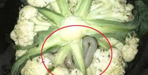 काउलीभित्रै सर्प !