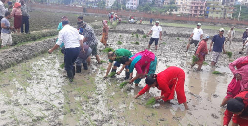 यसरी मनाए प्रतिष्ठानले १६ औं राष्ट्रिय धान दिवस