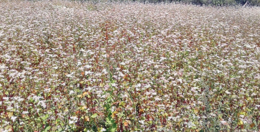 सिमी र फापरको अभाव नहुने