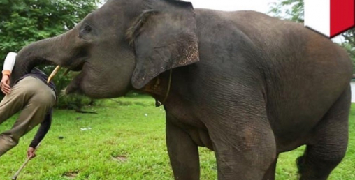 जङ्गली हात्तीका बथानले धानबाली र केरा बारीमा क्षति