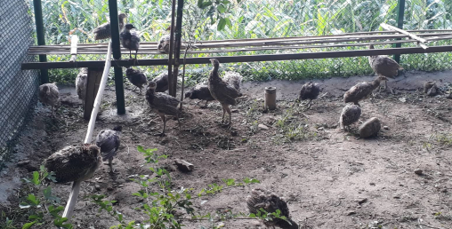 तीन करोडको लगानीमा कालिज फार्म