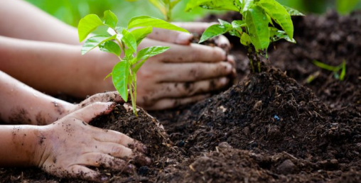बिरुवा उत्पादन गर्न २६ करोड सहयोग